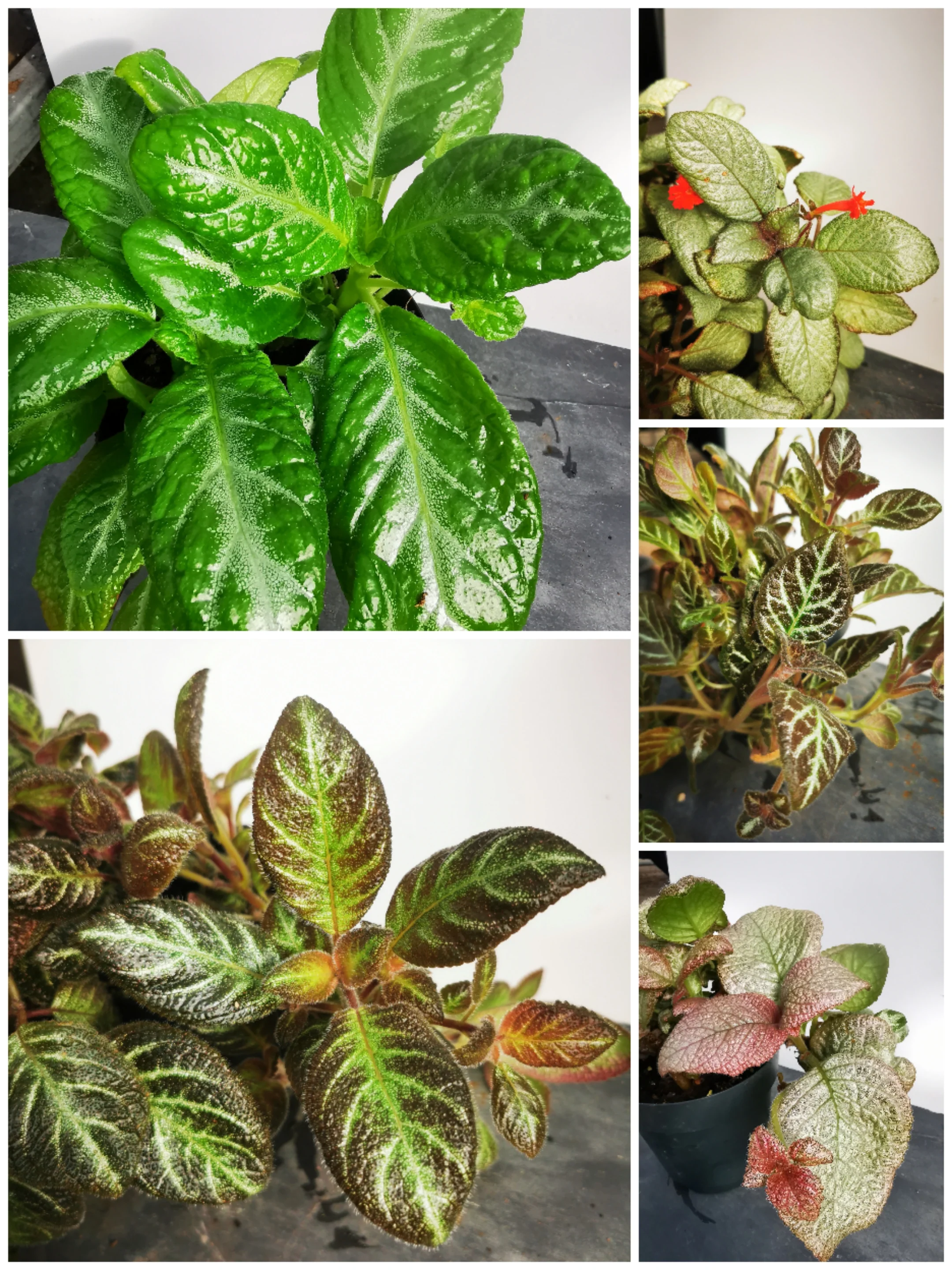 Top Terrarium Products