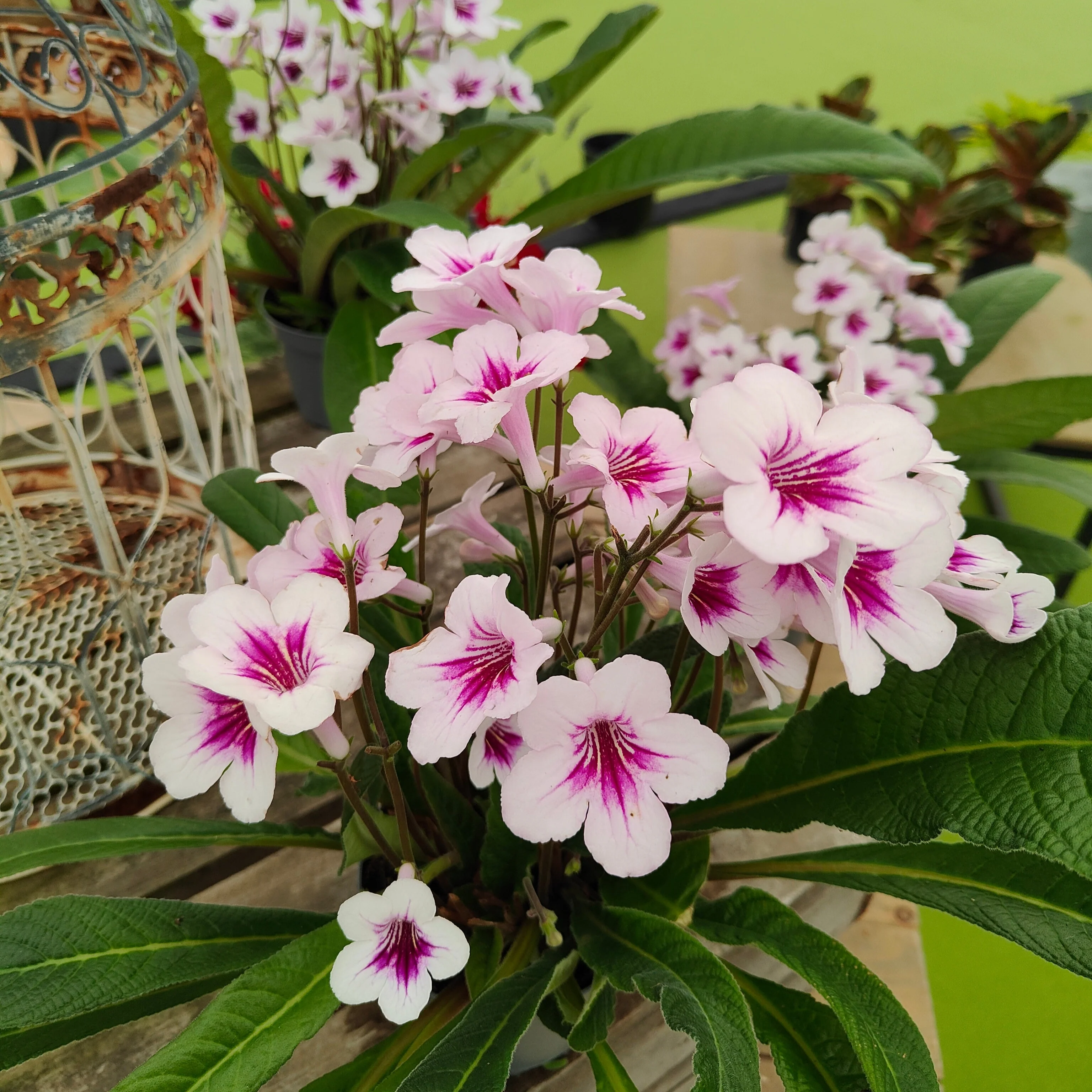 potted streptocarpus (featured)